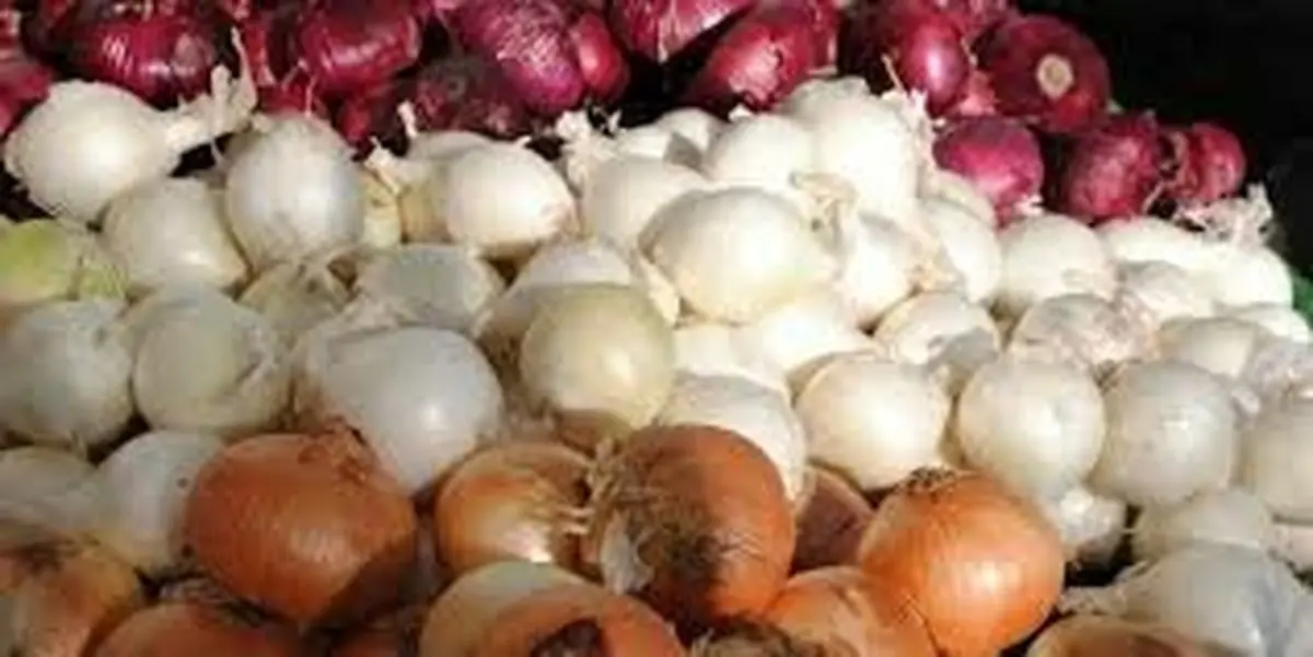 کاهش قیمت پیاز در راه است