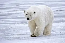 جریمه هنگفت به خاطر بیدار کردن خرس قطبی
