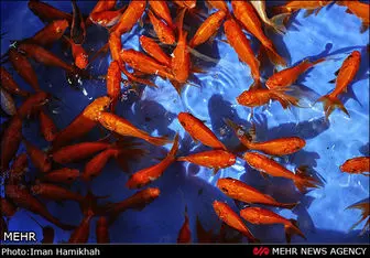ماهی های قرمز در مشهد جای خود را به یار مهربان دادند