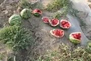 کشاورزان حاجی آبادی زمین های کشاورزی خود را رها کرده اند