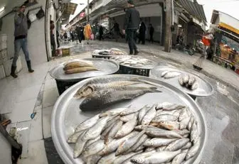 قیمت انواع ماهی ۲۳ اردیبهشت ۱۴۰۳+ جدول 
