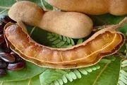 تمر هندی و وفوایدی که از آن بی‌خبرید!