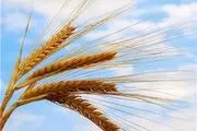 آغاز خرید تضمینی گندم در کشور