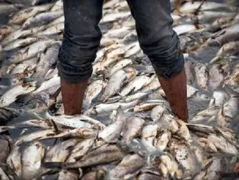 آلودگی زیست محیطی در خلیج فارس و تلف شدن ماهیان