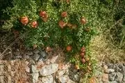 ارزآوری ۵۰۰ میلیون دلاری صادرات میوه‌های گرمسیری