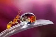  آب خوردن مورچه/ عکس