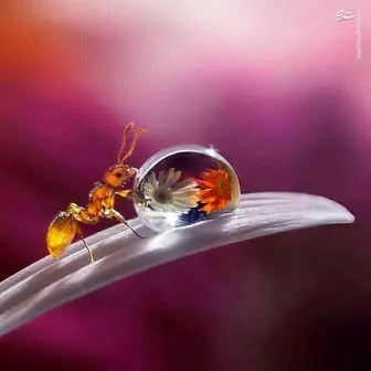  آب خوردن مورچه/ عکس