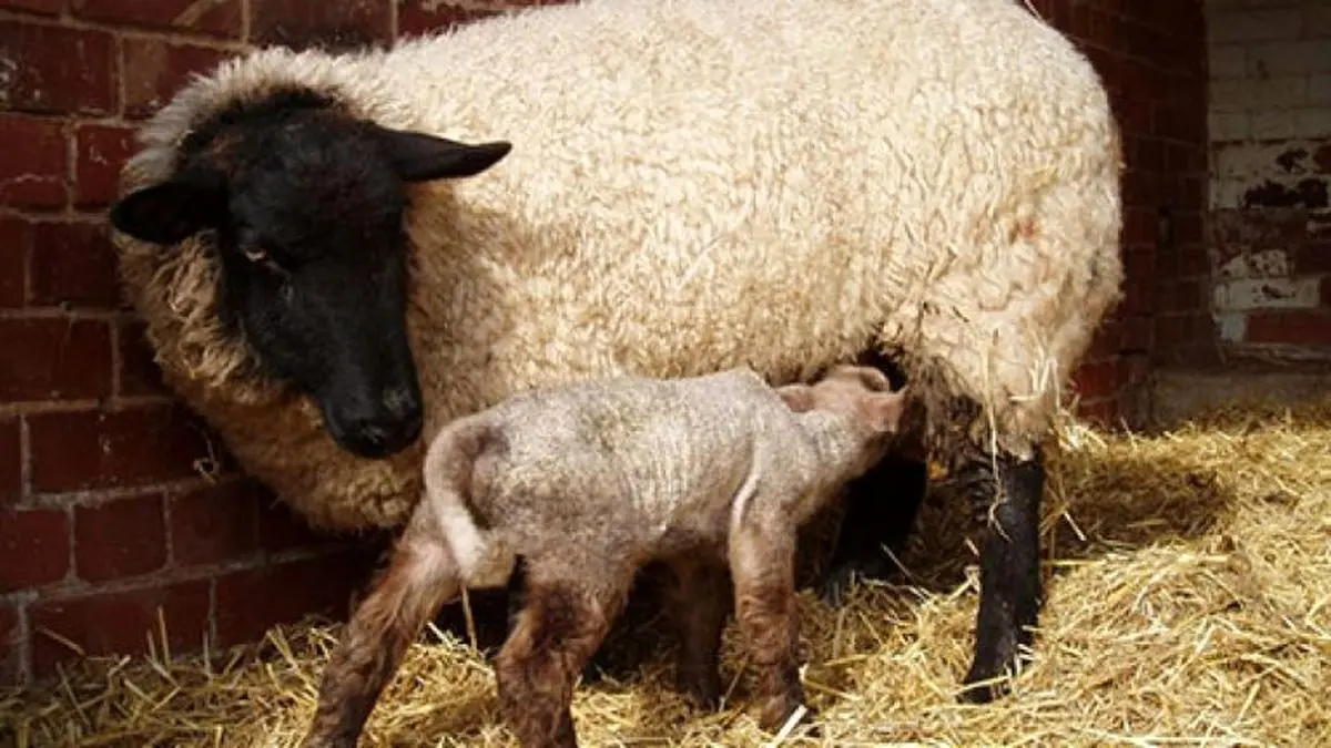 کمبودی در تولید دام وجود ندارد
