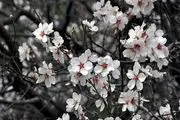 شکوفه‌های بهاری / گزارش تصویری