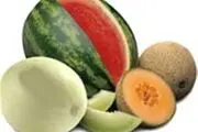 نوشیدن مایعات تنها راه آبرسانی بدن نیست/ میوه‌های آبرسان را بشناسید
