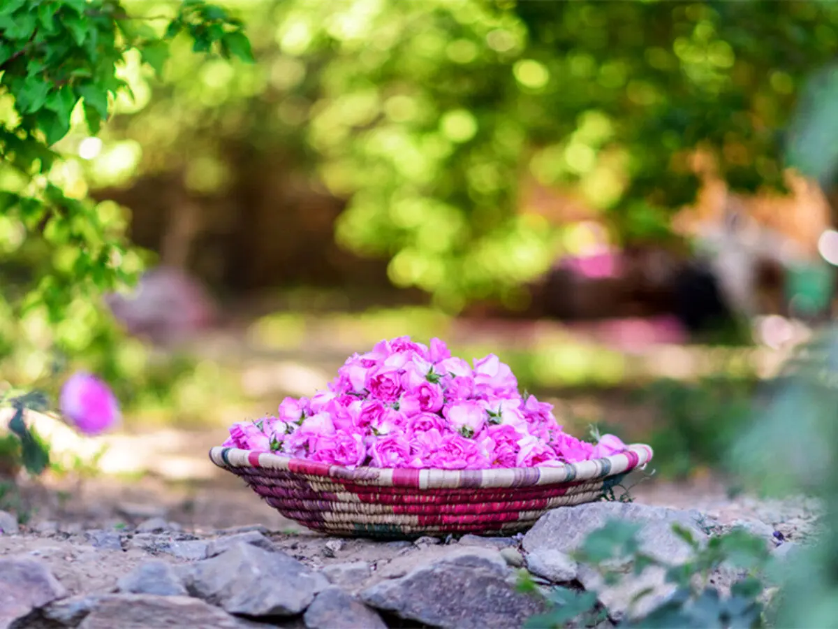 بوی گل، عطر گلاب؛ روز ملی گل محمدی و گلاب