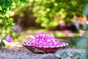بوی گل، عطر گلاب؛ روز ملی گل محمدی و گلاب