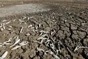 خشکسالی ۱۱۵ میلیارد تومان به کشاورزی شهرستان طبس خسارت وارد کرد