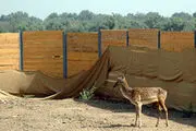 تولد نخستین گوزن زرد ایرانی در سال ۹۲