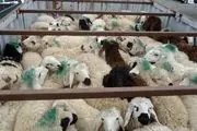 گوسفند در کدام استان ارزان‎تر است؟
