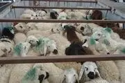 گوسفند در کدام استان ارزان‎تر است؟