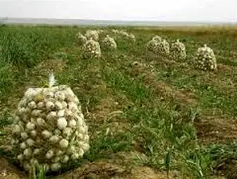 افت شدید قیمت محصولات کشاورزی در جنوب کرمان