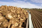 
30 هزار هکتار از اراضی آذربایجان‌غربی زیر کشت چغندر قند قرار گرفته است 