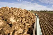 
30 هزار هکتار از اراضی آذربایجان‌غربی زیر کشت چغندر قند قرار گرفته است 