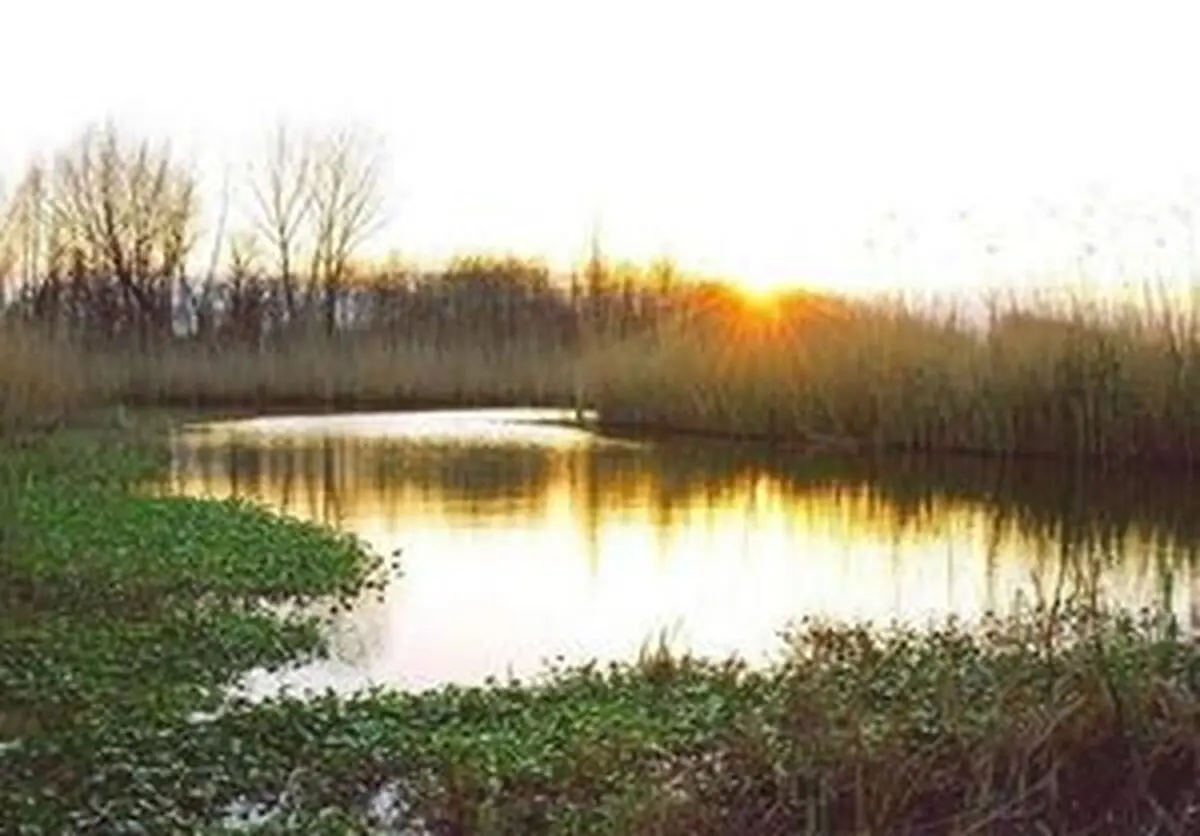 تالابی که خشک می شود