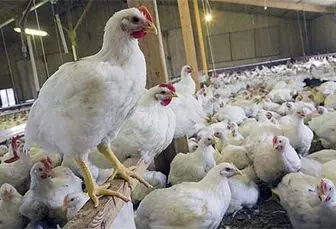 قیمت گوشت مرغ هم افزایش یافت