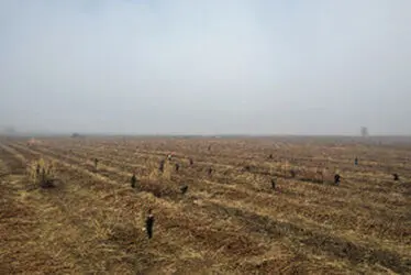 برداشت نیشکر؛ از نی تا شکر