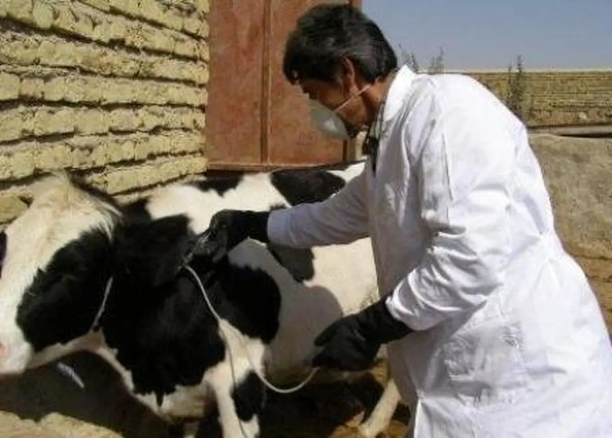تب برفکی مهلکترین بیماری دام است