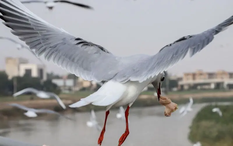 پرنده های مهاجر در پل معلق اهواز/ گزارش تصویری