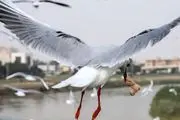 پرنده های مهاجر در پل معلق اهواز/ گزارش تصویری