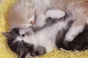 گزارش تصویری; خوابیدن با مزه حیوانات