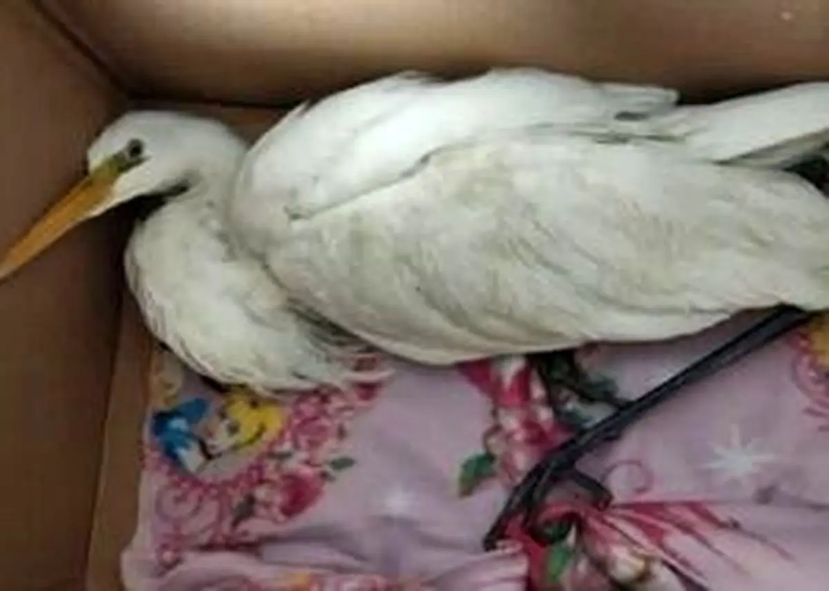 واکنش محیط‌ زیست استان تهران به ادعای انتقال لک‌ لک‌ ها به شهرری
