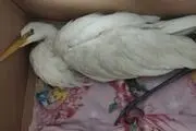 واکنش محیط‌ زیست استان تهران به ادعای انتقال لک‌ لک‌ ها به شهرری

