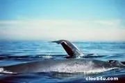 آشنایی با معروفترین نهنگ ها در سال نهنگ