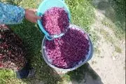 چهارمحال و بختیاری یکی از قطب های تولید گیاهان دارویی در کشور است