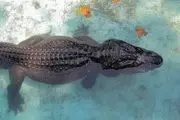 مشاهده ردپای تمساح در دریاچه چیتگر صحت دارد؟
