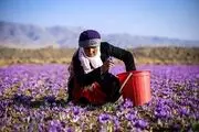 زعفران ایران به نام و کام افغانستان!