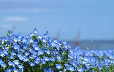 n00096731-r-b-009