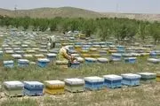 زنبور داران ماهنشانی سالانه ۱۳۷ هزار کیلوگرم عسل تولید می کنند