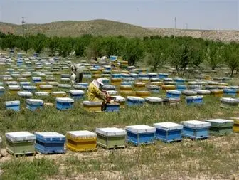 زنبور داران ماهنشانی سالانه ۱۳۷ هزار کیلوگرم عسل تولید می کنند