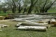 تیغ تیز تبر جلادان محیط زیست بر لبه درختان روستای «قراطوره» بیجار
