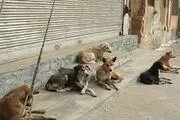 افزایش مرگ و میر انسانی ناشی از هاری