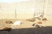دریده‌شدن 21 رأس گوسفند توسط گرگ‌های گرسنه در گناباد + تصاویر
