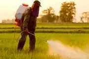 پنج محصول کشاورزی مؤثر در تشدید خشکسالی کدامند؟