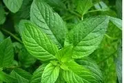 در مورد عرق نعنا چه می دانید؟