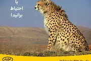 پیامی برای حفاظت از یوزپلنگ‌ها
