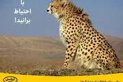پیامی برای حفاظت از یوزپلنگ‌ها

