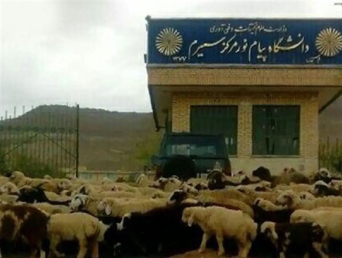 قانون شکنانی که قانون در برابرشان کم می آورد