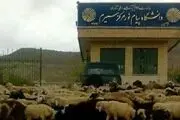 قانون شکنانی که قانون در برابرشان کم می آورد