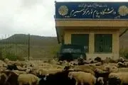 قانون شکنانی که قانون در برابرشان کم می آورد