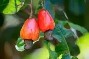 خواص باور نکردنی درخت بادام هندی!
